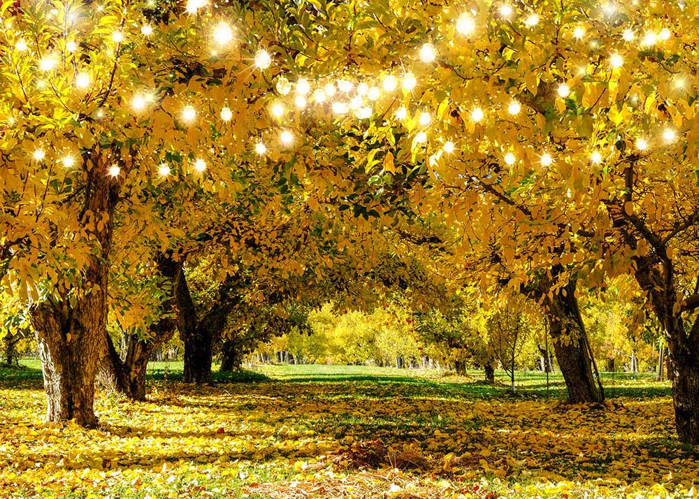 Avezano Autumn Trees Photography Backdrop-AVEZANO